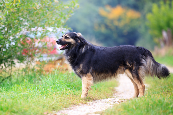 Karst Shepherd